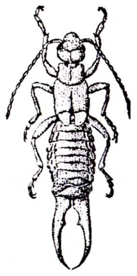 Уховертка строение тела