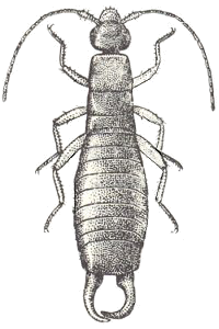 Двухвостка рисунок карандашом