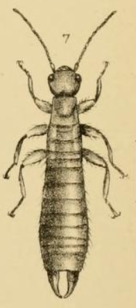 Двухвостка эскиз