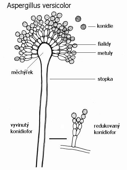 Строение гриба аспергилл