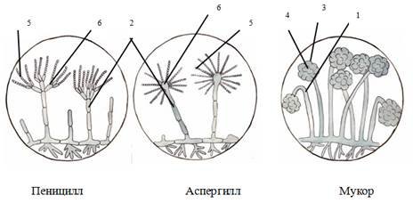 Пеницилл и аспергилл