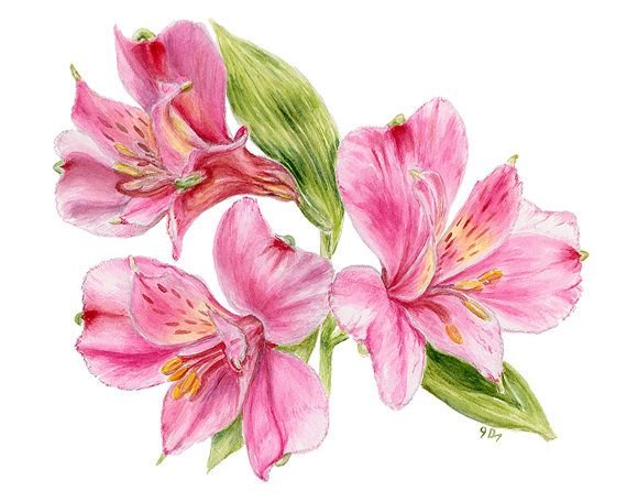 Альстромерия красная эскиз