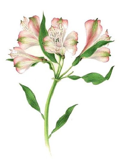 Альстремерия акварелью