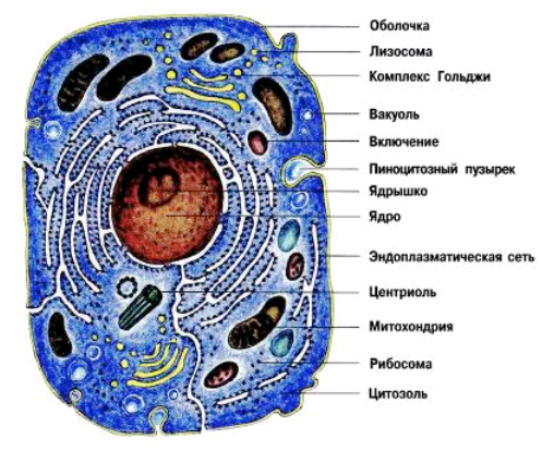 Животная клетка рисунок с подписями органоидов