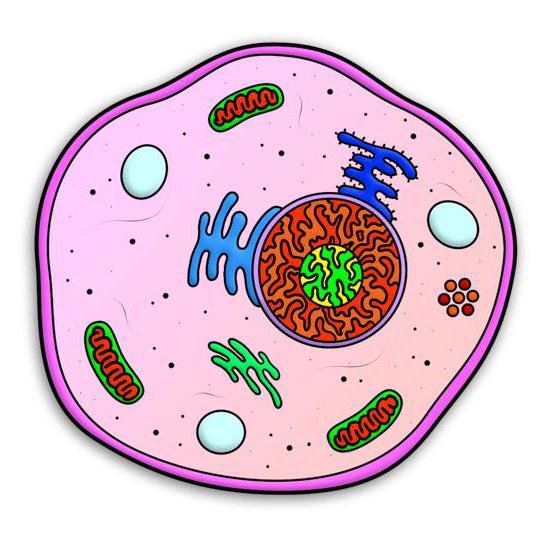 Животные клетки