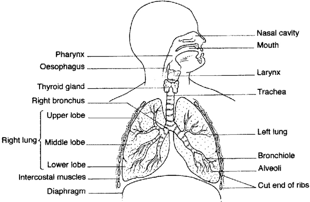 Дыхательная латынь. Дыхательная система человека анатомия схема. Отделы дыхательной системы схема. Дыхательная система анатомия с подписями. Рисунок 52 дыхательная система органов дыхания.