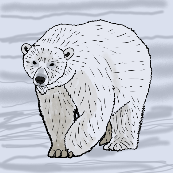 Белый медведь рисунок
