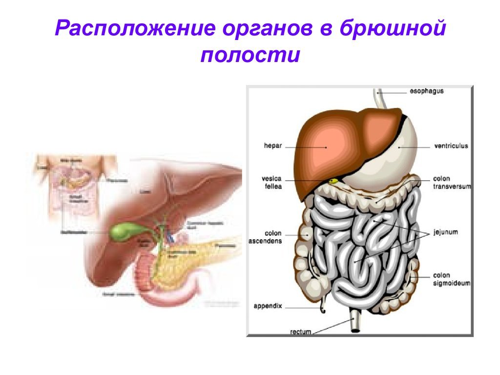 Какие железы расположены в брюшной полости. Органы брюшной полости сбоку. Органы брюшной полости вид сбоку. Структура органов брюшной полости. Схема органов брюшной полости у человека анатомия.