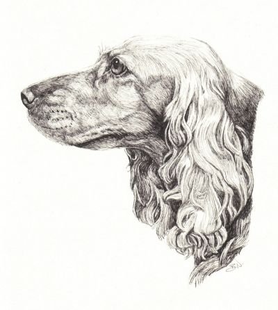 Наброски кокер спаниель