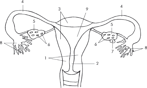 Строение матки анатомия схема