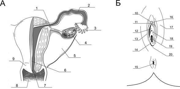 Наружные половые органы строение анатомия