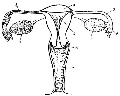Женская репродуктивная система: матка, маточные трубы, яичники.
