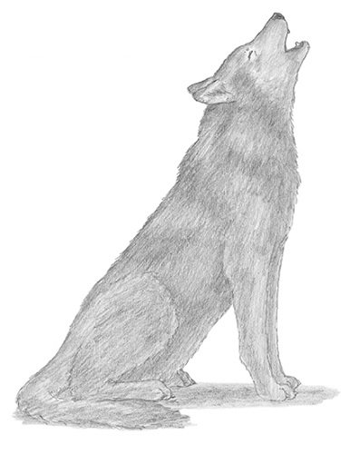 Нарисовать волка сидящего