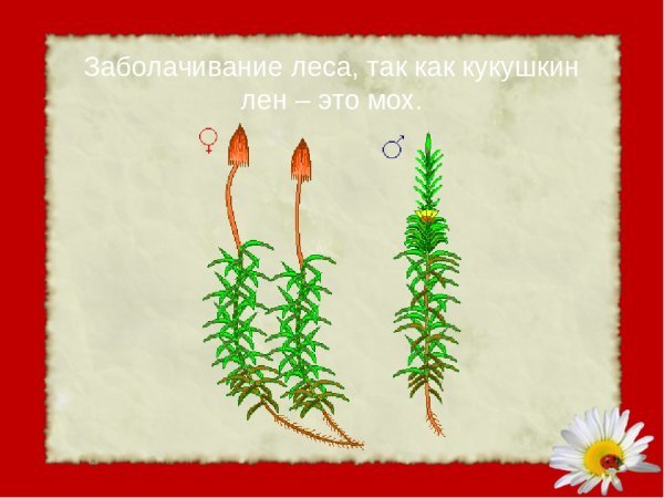 Строение мха Кукушкин лен нарисовать