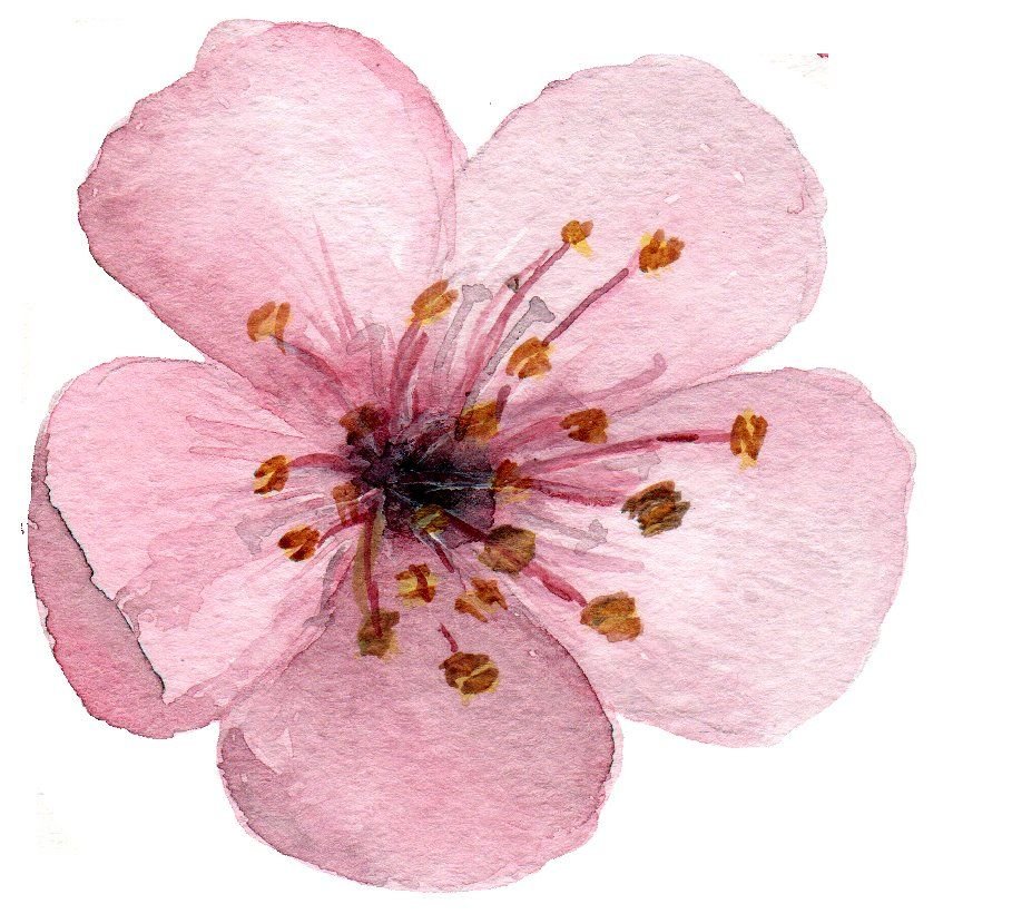 Цветы вишни картинки для детей