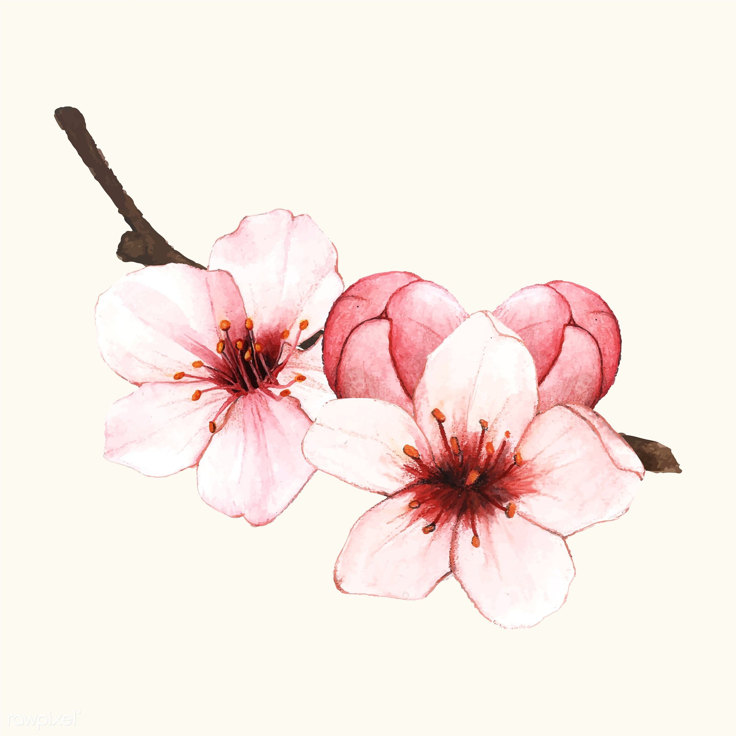 Цветок Сакуры рисунок