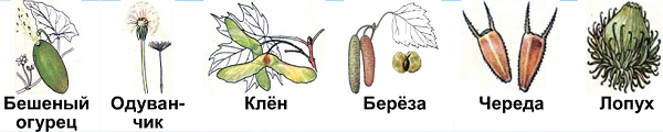 На рисунке изображены плоды которые распространяются различными способами рассмотри рисунок и ответь