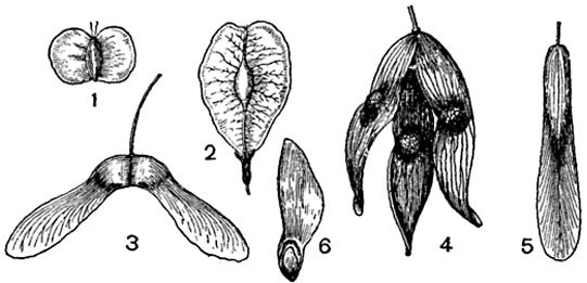 Крылатка плод