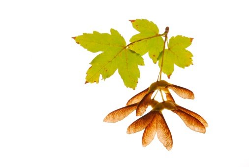 Клен листья и плоды