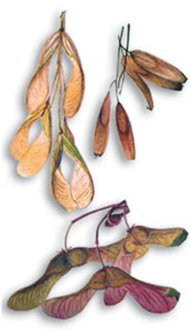 Семена Крылатки ясеня