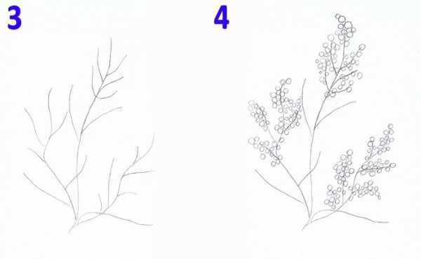 Мимоза рисунок поэтапно