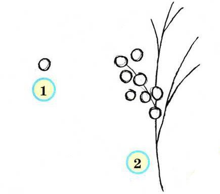 Поэтапное рисование мимозы
