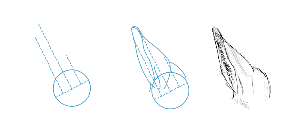 Лошадь анатомия для художника морда
