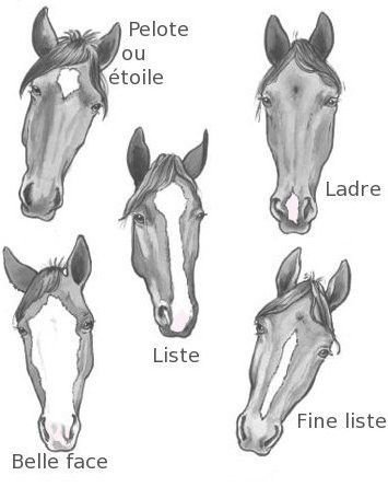 Форма морды лошади