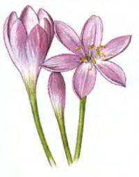 Нарисовать безвременник веселый