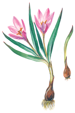 Брандушка разноцветная красная книга Волгоградской области