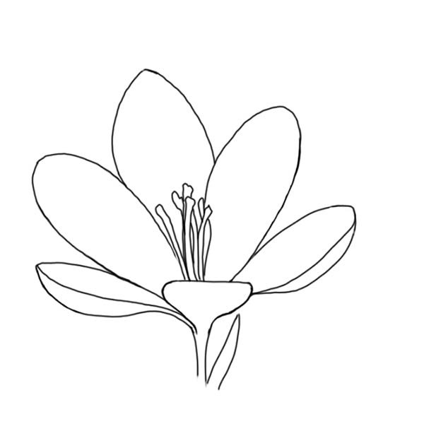 Крокус цветок