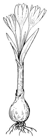 Безвременник великолепный клубнелуковица рисунок