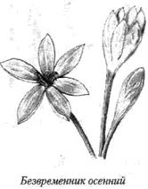 Нарисовать безвременник веселый