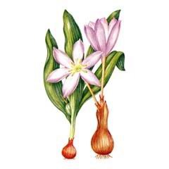 Безвременник великолепный рисунок