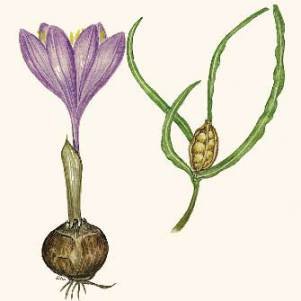 Безвременник весёлый