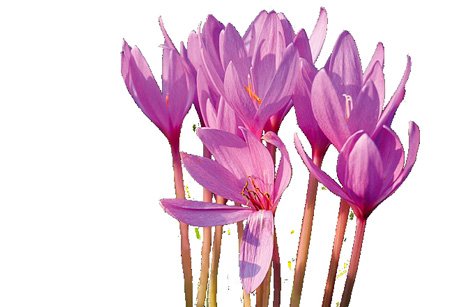 Безвременник весёлый