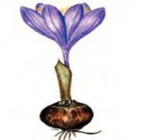 Открытка безвременник весёлый