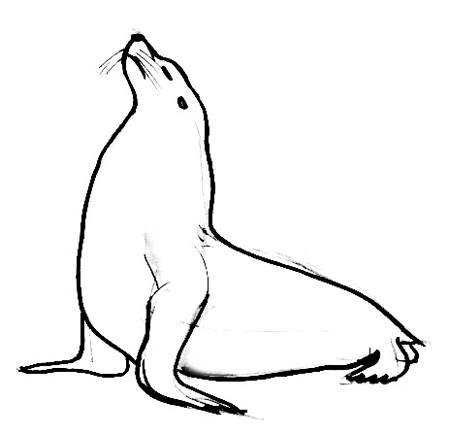 Нарисовать морского Льва