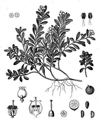 Стебель брусники обыкновенной