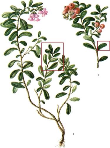 Толокнянка обыкновенная Фармакогнозия