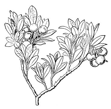 Листья толокнянки ГФ