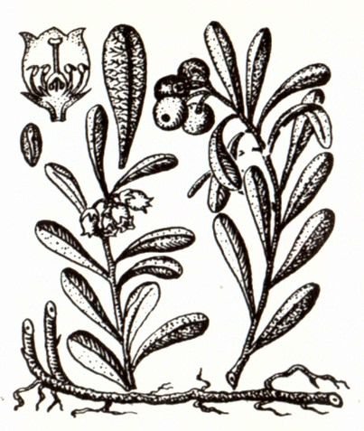 Толокнянка обыкновенная примеси