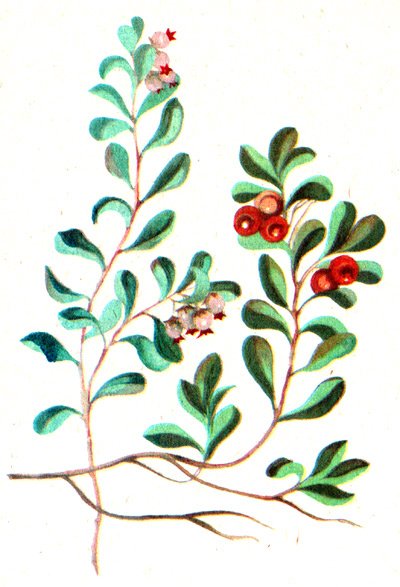 Рисунок толокнянка обыкновенная (49 фото)