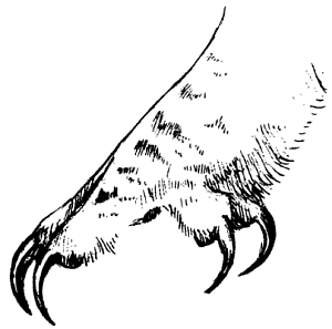 Лапы Совы анатомия