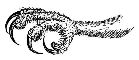 Когти Совы рисунок