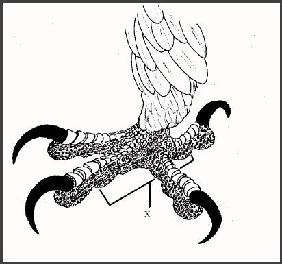 Строение лапы Совы