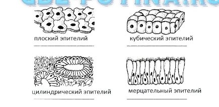 Плоский эпителий ткань рисунок