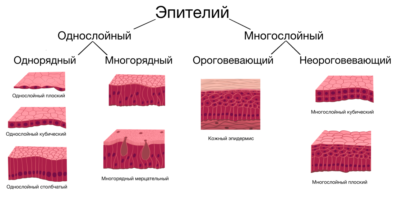 Строение эпителиальной ткани анатомия. Покровный эпителий строение ткани. Классификация эпителиальной ткани схема. Схема строения однослойного эпителия.