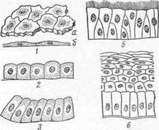 Покровный эпителий схема однослойный