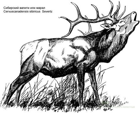 Благородный олень рисунок